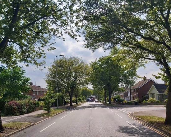 Road with large trees on each side