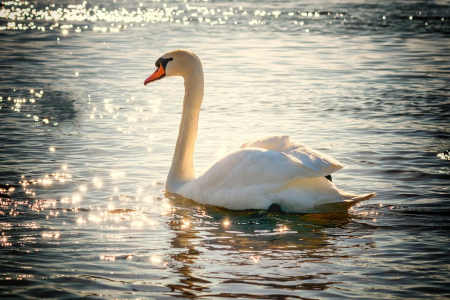 Swan on water