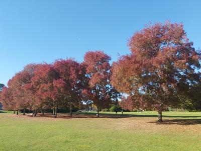 Trees in Bedford Borough with a blue sky in the background and green grass in the foreground.