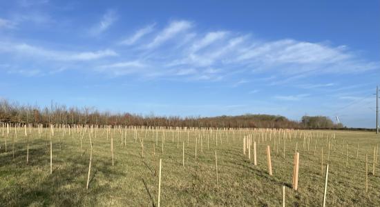 Newly planted trees at Browns Wood