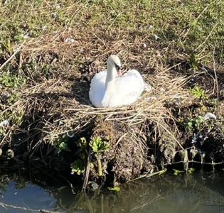A swan nesting on the riverside