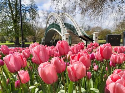 A photo of the tulips along The Embankment in Bedford