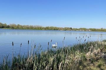 A swan on Priory Country Park, Bedford