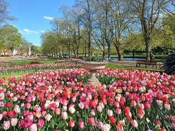 Tulips at The Embankment