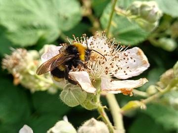 A bee on a flower