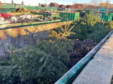 Real Christmas tree drop off - trees in a skip