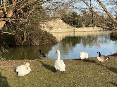 Swans and geese on the Embankment