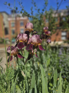 Plants in The Higgins Bedford garden