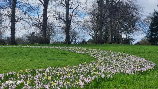 Wildflowers in park