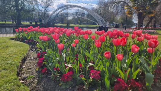 Flowers along The Embankment