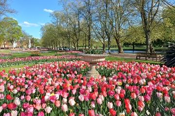 Tulips at The Embankment