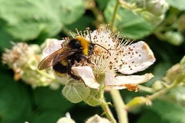 A bee on a flower