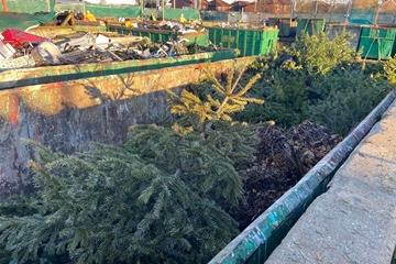 Real Christmas tree drop off - trees in a skip