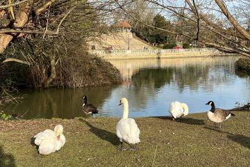 Swans and geese on the Embankment