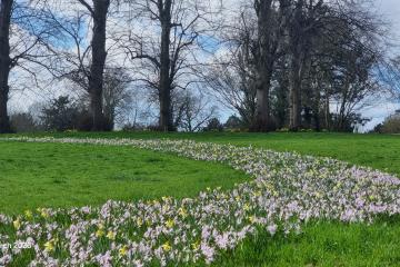 Wildflowers in park