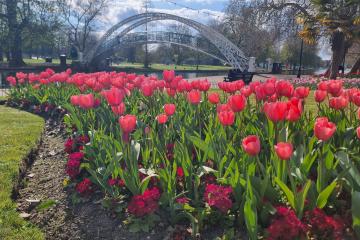 Flowers along The Embankment