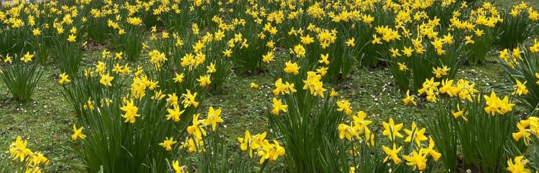 Daffodils on Bedford Embankment