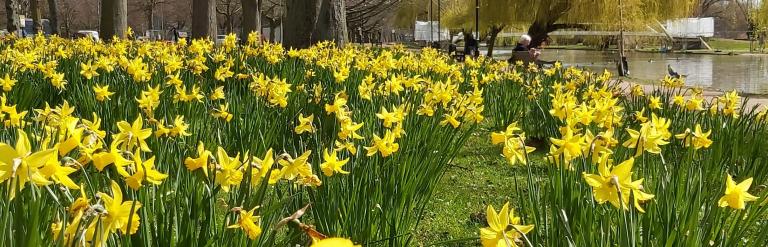 Daffodils on the Embankment