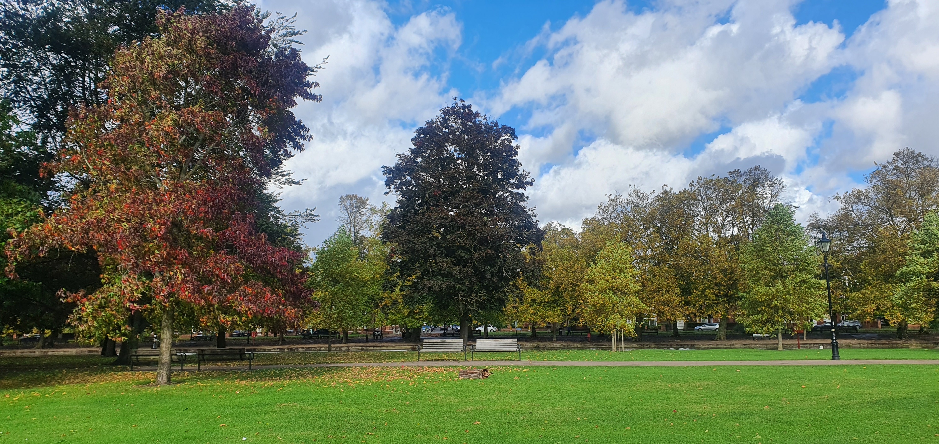 Park with large trees