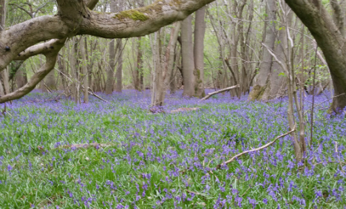 Bluebells